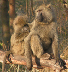 baboons