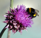 bee