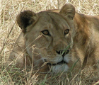 lion