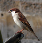 sparrow in Lucca