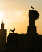 stork