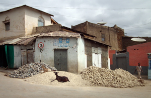 goat ethiopia