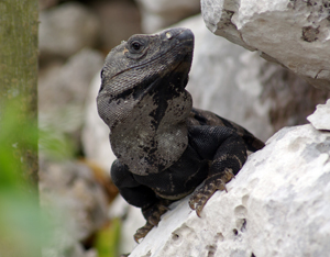 iguana mexico