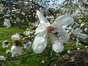 kew                gardens