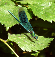 damselfly