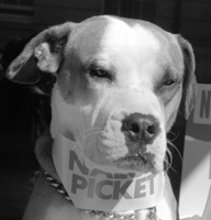 Boris on the picket line